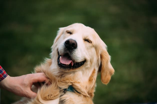 SV golden retriever tête