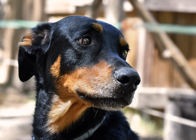 Chien triste