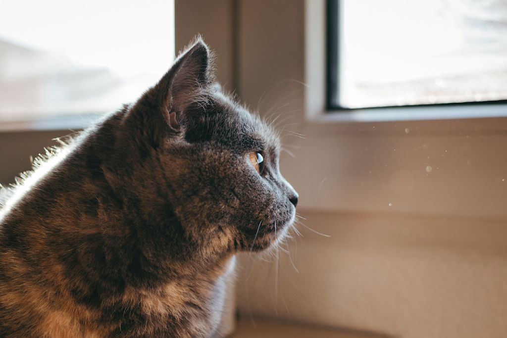 chat chlamydiose