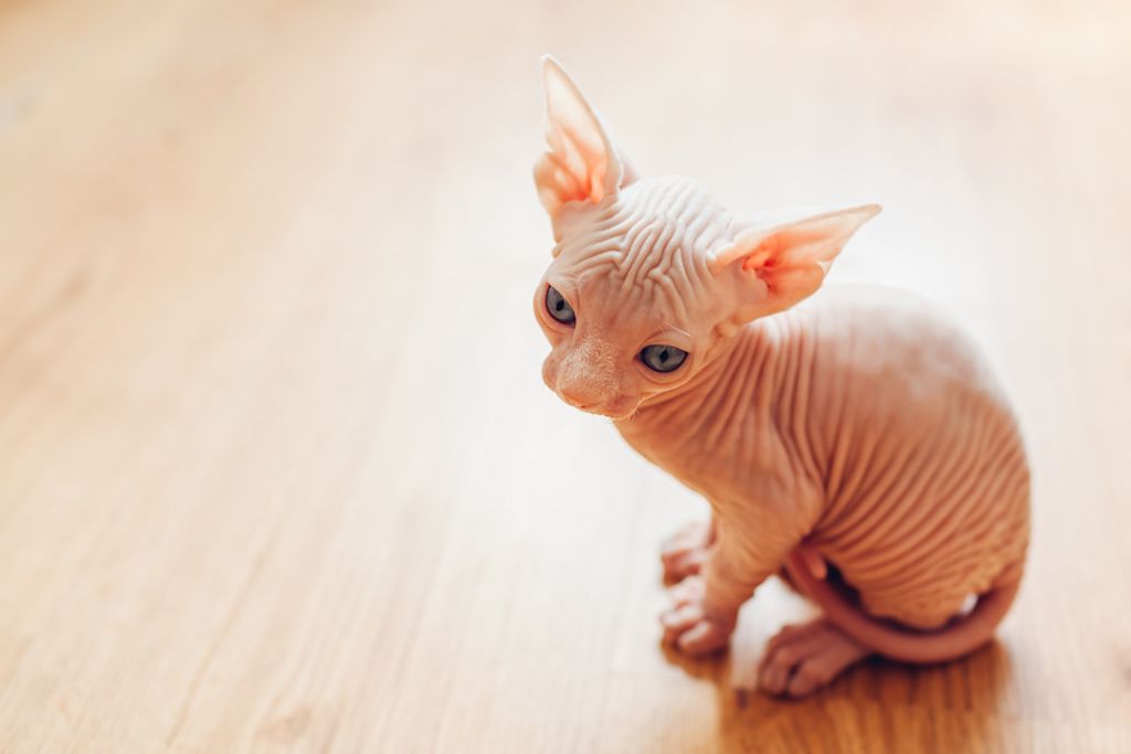 chaton sphynx