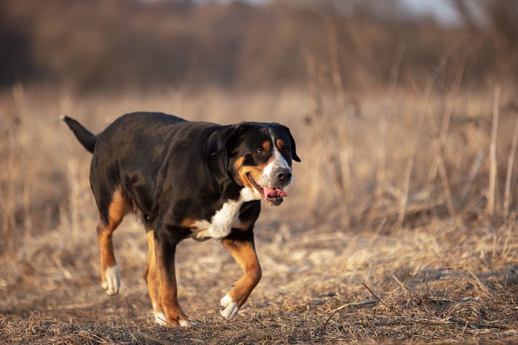 Grand Bouvier Suisse adulte