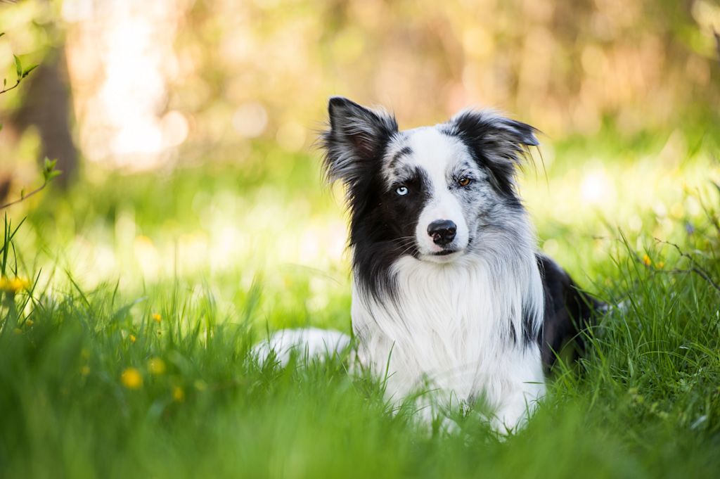 border collie epilepsie