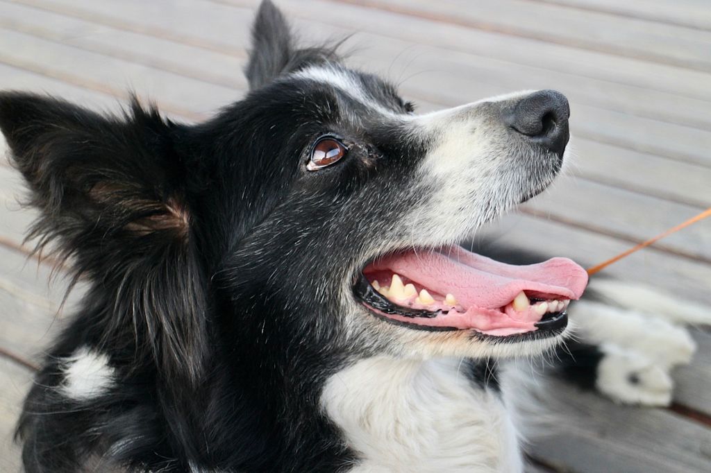 border collie noir et blanc