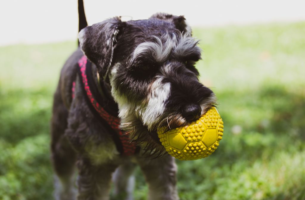 Jouet pour chien solide