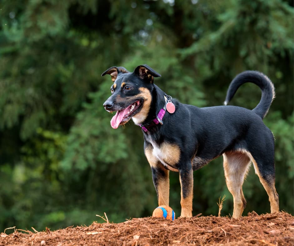 En observant la position de la queue du chien vous pouvez essayer d'interpréter ses intentions