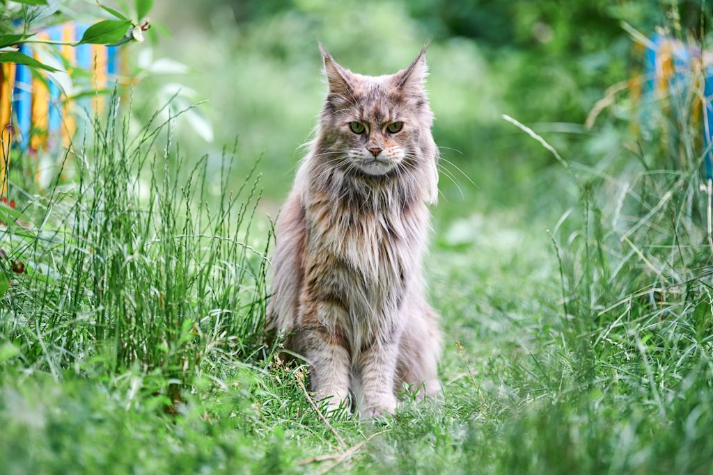 chat maine coon