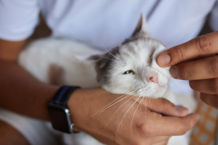 chat entretien des yeux