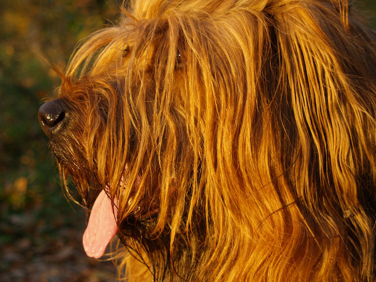 chien briard profil