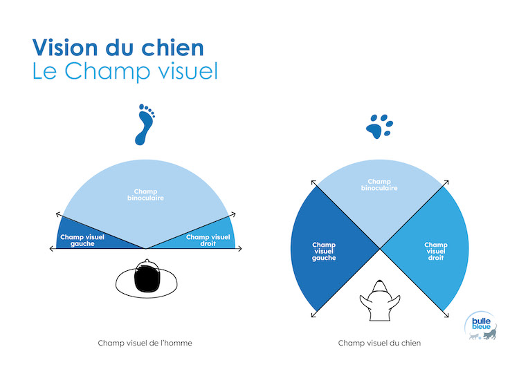 vision du chien champ visuel