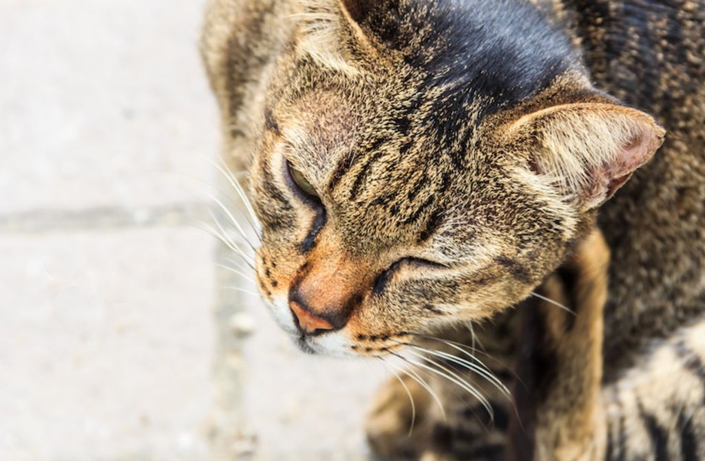 teigne chez le chat