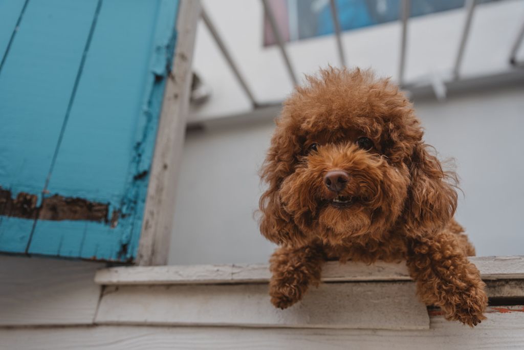 Caniche roux