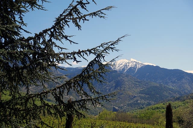 pyrenees
