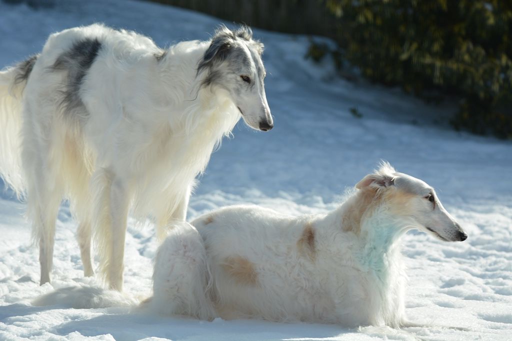 levrier blancs neige