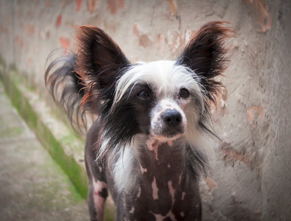 chien chinois à crête