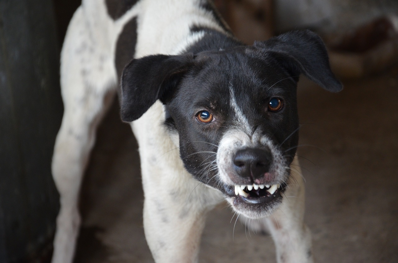 chien qui devient agressif