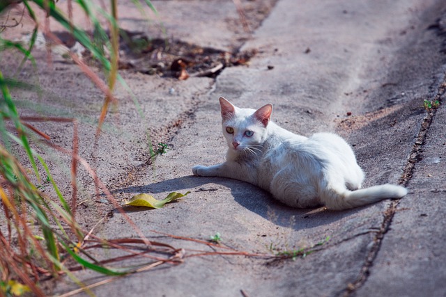 weiße katze auf straße