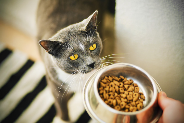 castration chat prise de poids et obésité