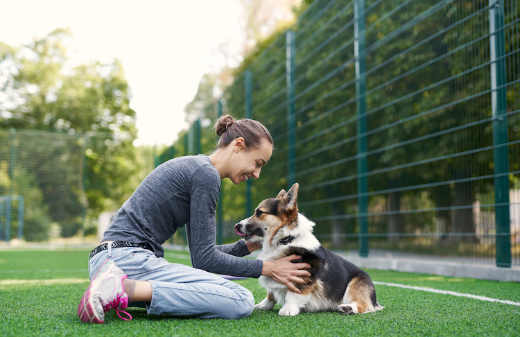 garde chien par dog sitter