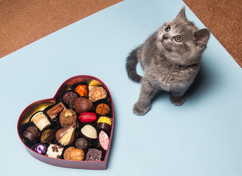 Chat qui mange du chocolat