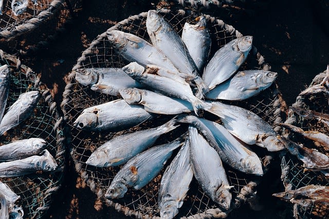 Poisson pour chat