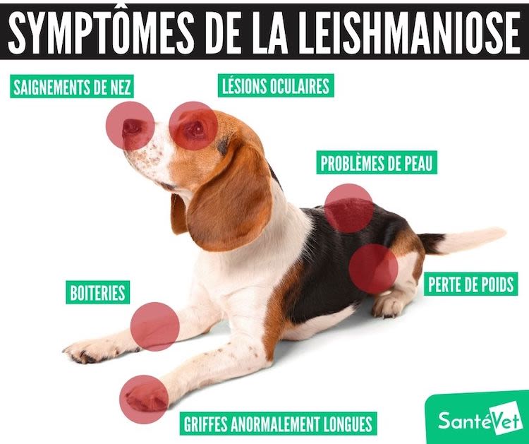 leishmaniose_chien