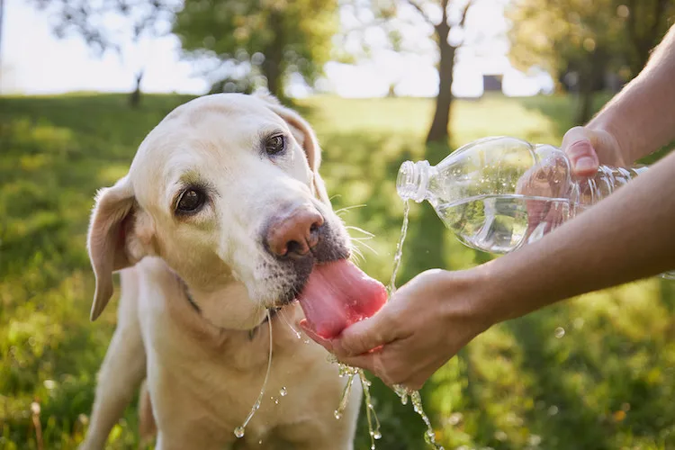 La chenille processionnaire et le chien - Gamm vert