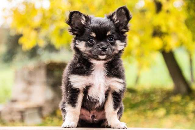 chihuahua noir