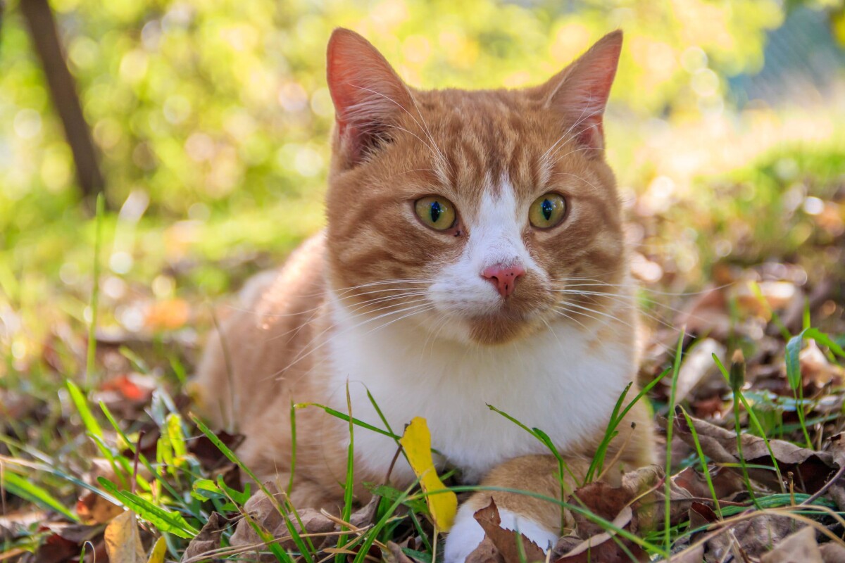 gato callejero seguro santevet 98