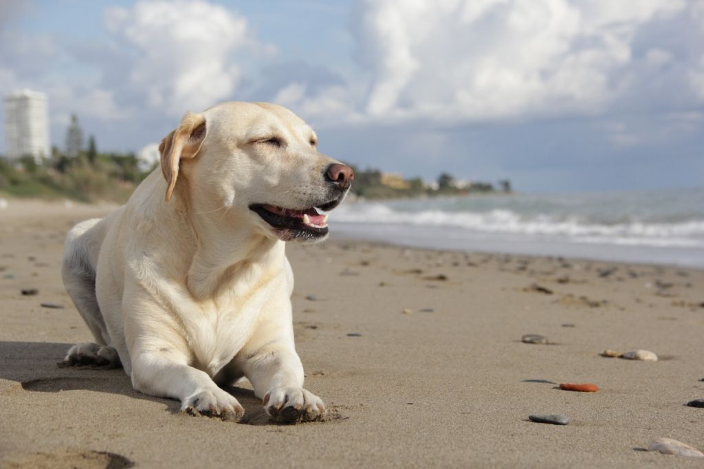 labrador plage