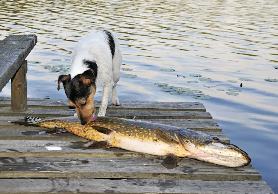 Chien qui lèche un poisson