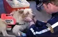 Chiens sauveteurs : hommages aux « retraités » du 11 septembre - Dossiers - Chien