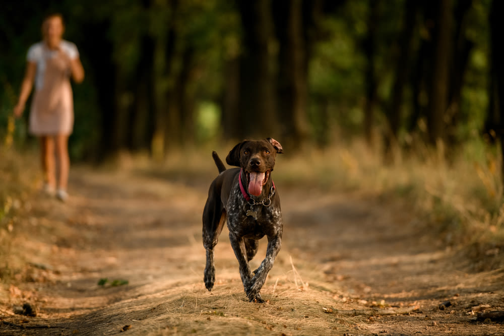 Hunde müssen auf Ruf zurückkommen