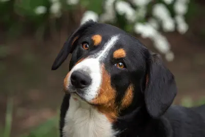 Le Bulldog Anglais, un molosse sensible à élever avec douceur