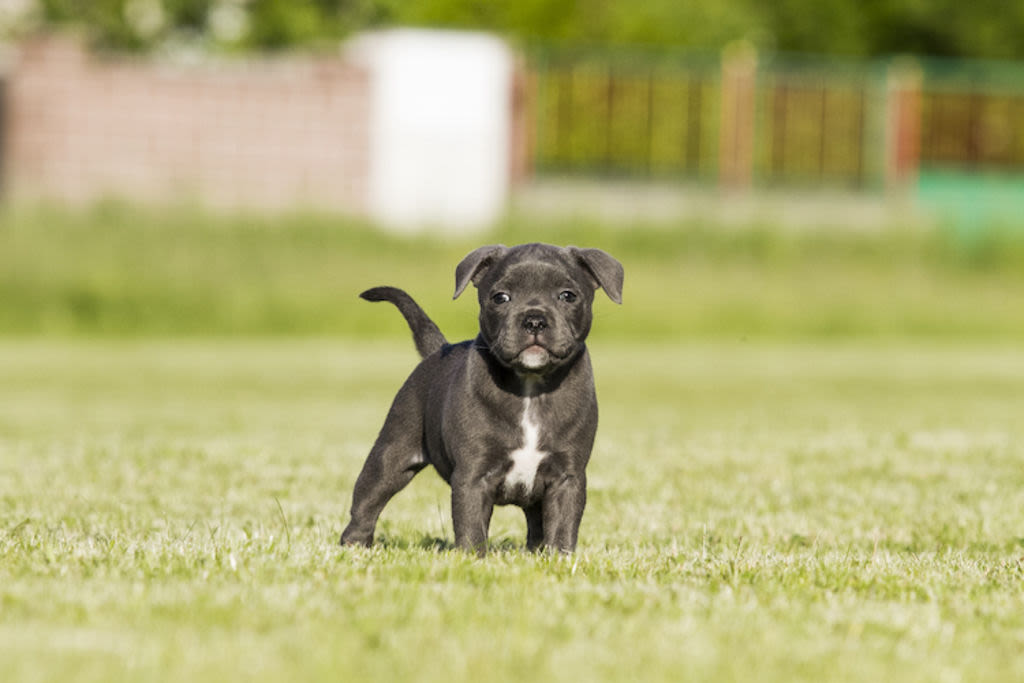 Il carattere dello Staffordshire Bull Terrier