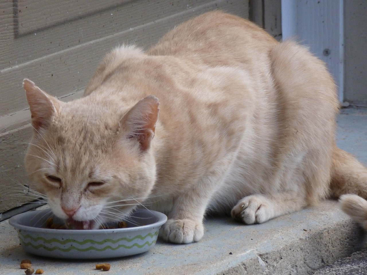 Chat qui mange