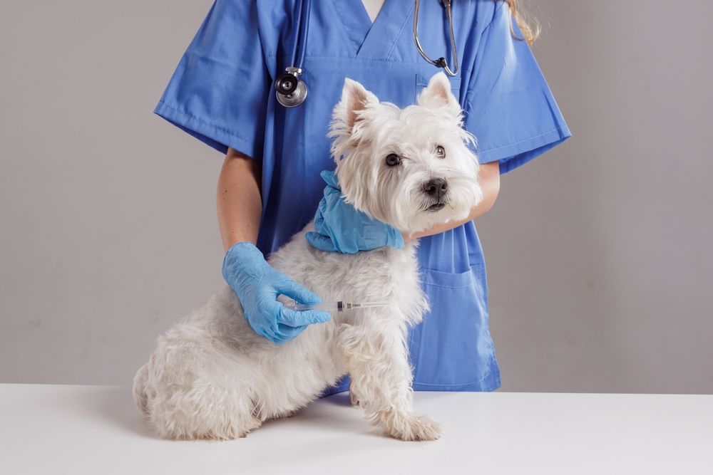 Cane dal veterinario