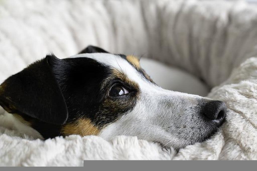 Kleine hond ligt in mand