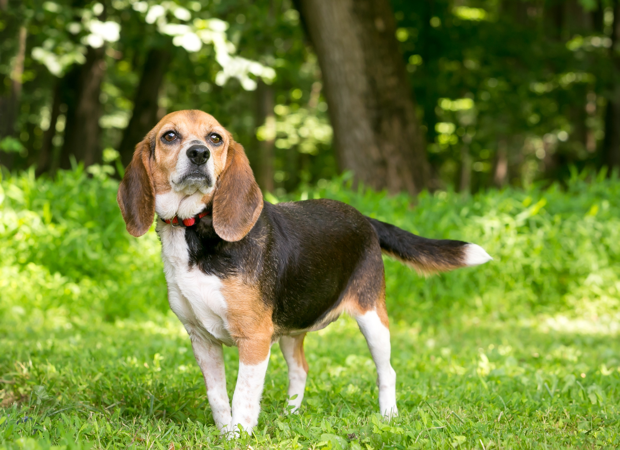 Beagle Raisin Beagle Citron Lemon Beagle: Unveiling The Charm Of A Citrus Colored