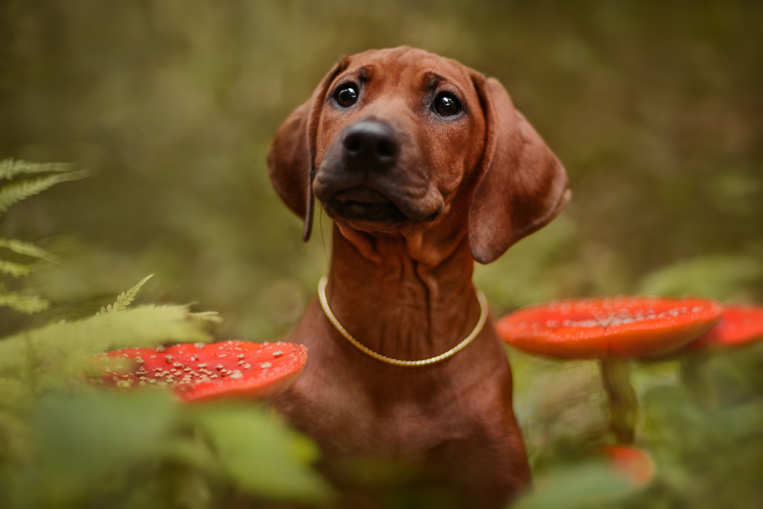 Les champignons peuvent être toxiques pour votre chien - Maladies et  prévention - Chien - Santévet