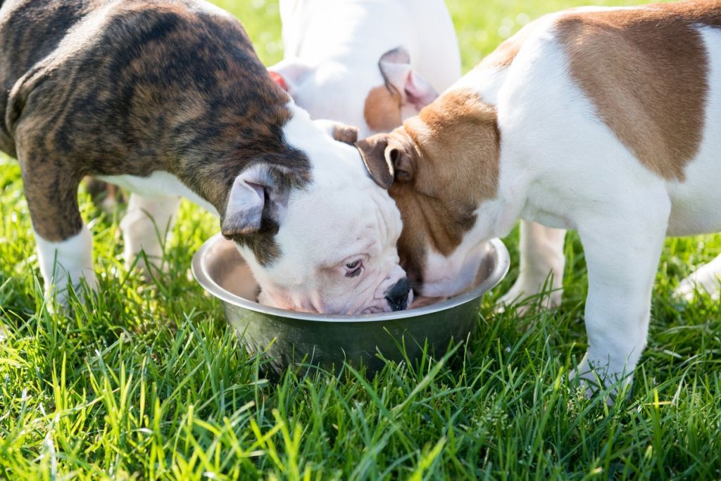 Chiens qui boivent