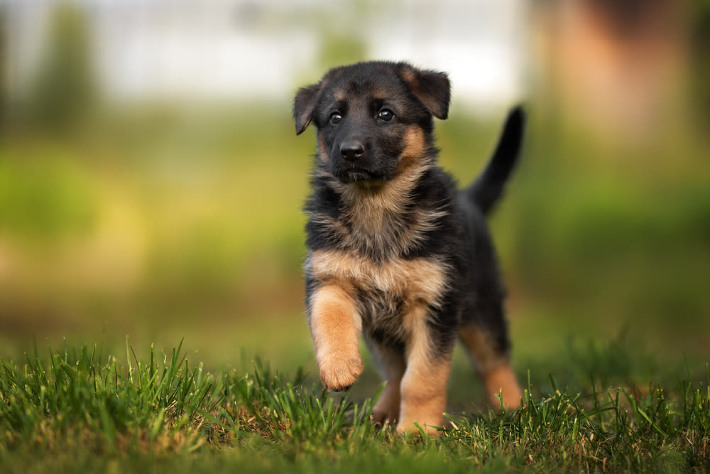 cachorro
