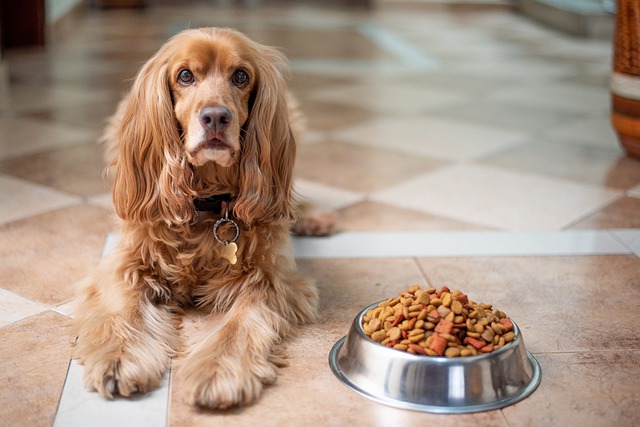 cocker spaniel mit hundefutter im napf