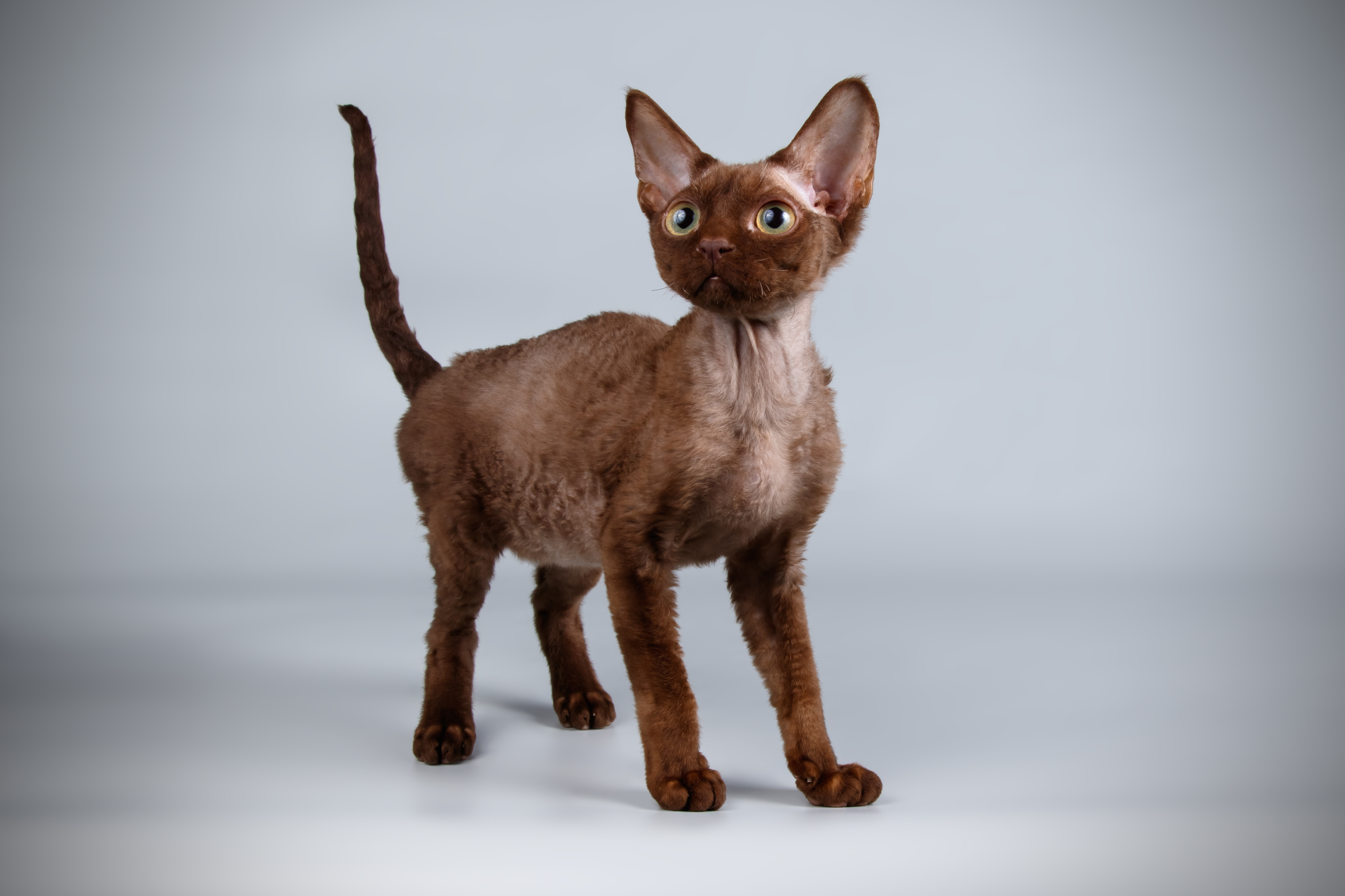 D couvrez le Devon Rex un chat fascinant Sant vet