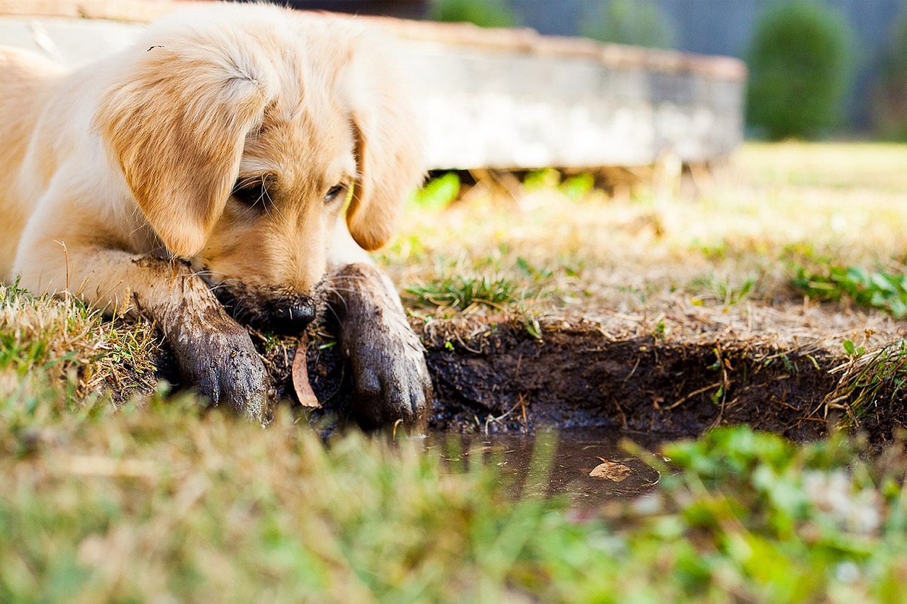 chiot dans la terre