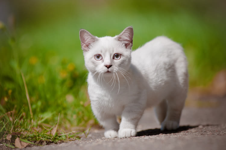 chat Munchkin blanc