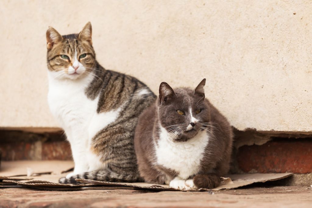 chats et maaldies vaccins