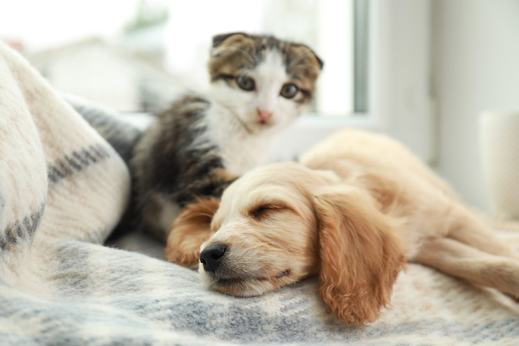 chiot et chat cohabitation