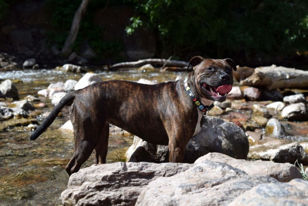 Staffordshire-bull-terrier