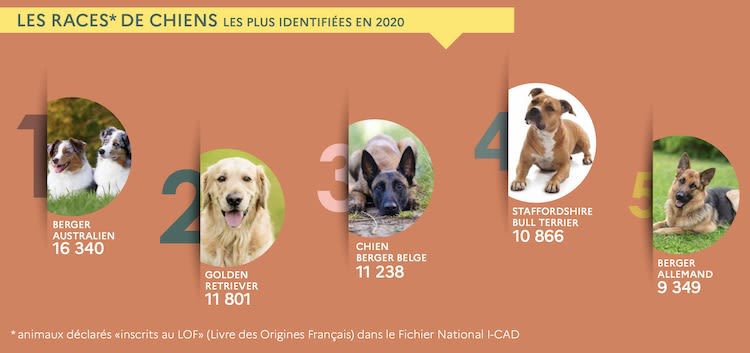 chiens_de_race__et_identification_en France