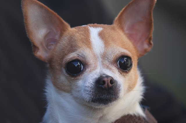 yeux chihuahua